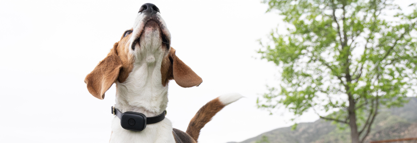 How to Make a Lost Dog Flyer That Actually Brings Them Home - M