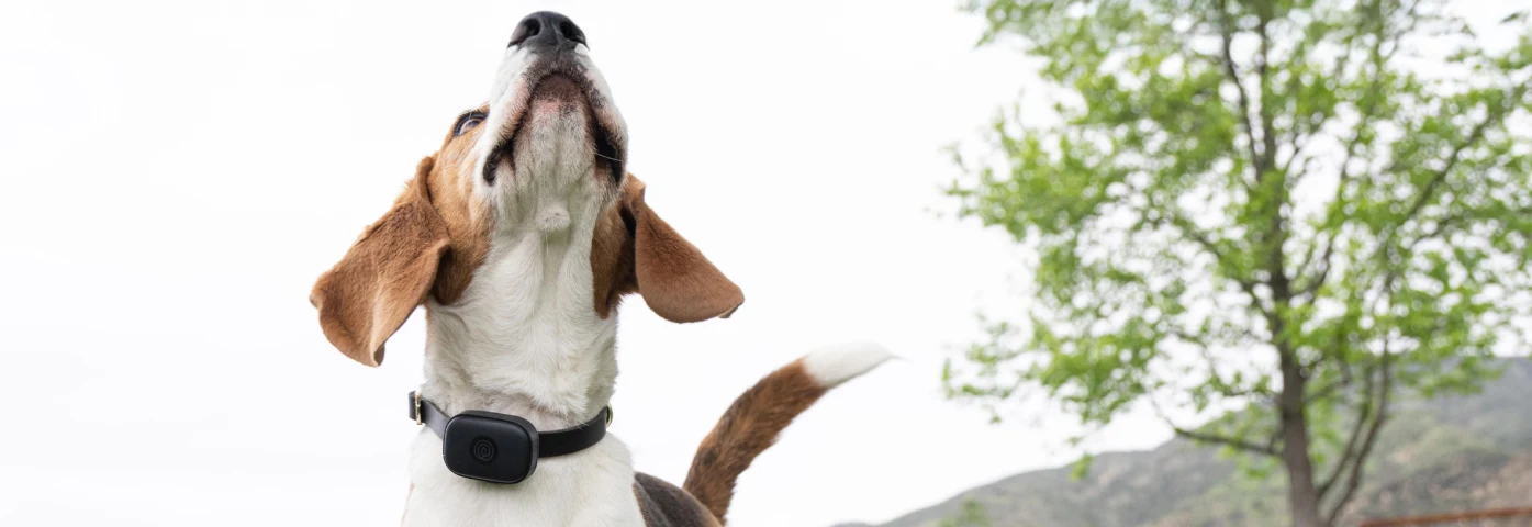 How to Make a Lost Dog Flyer That Actually Brings Them Home - M