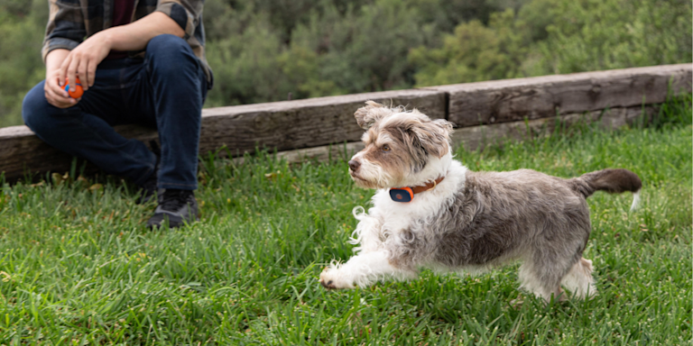 Pet Microchip vs GPS Tracker: What's the Difference?