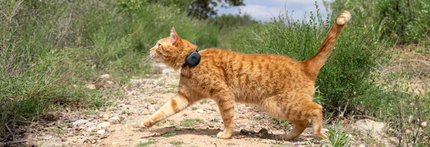 Missing Cat What to Do in the First 24 Hours M