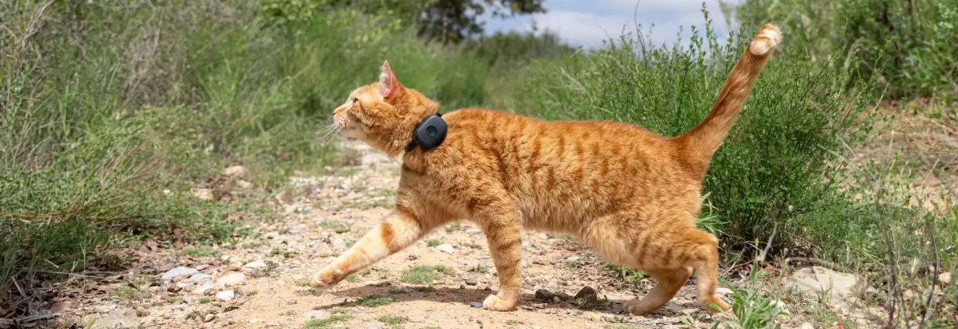 Missing Cat What to Do in the First 24 Hours M