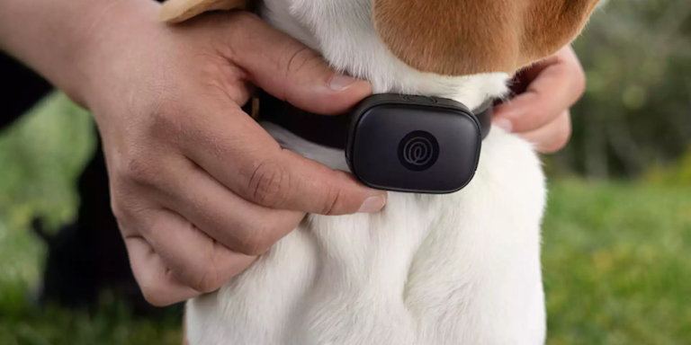 Best GPS Dog Collar 2026: Top Pet Trackers Ranked