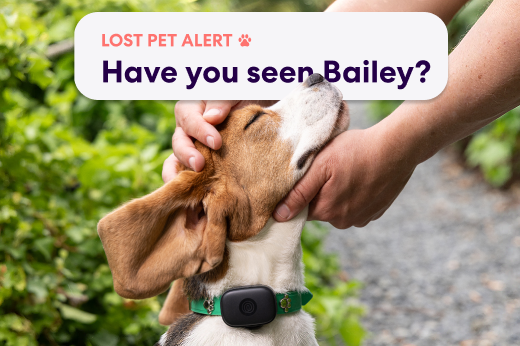 Pet Finder Network