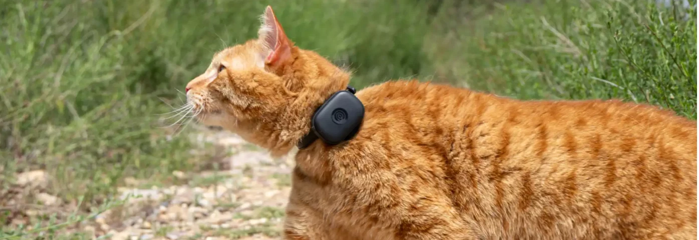 Cat GPS Tracker M