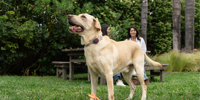 Invisible Dog Fence Guide: How They Work & What to Know