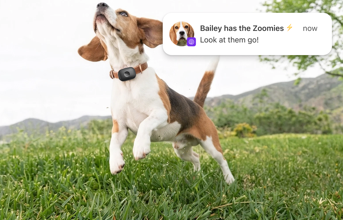 Know when the zoomies hit