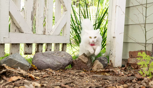Pet Recovery: What to Do in the First 24 Hours