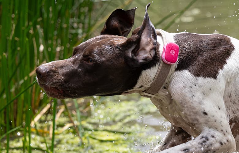 pet-gps-feature-image-1