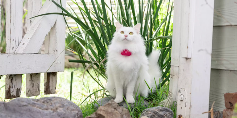 Real-Time Pet Tracker: How Live GPS Tracking Works for Dogs & Cats