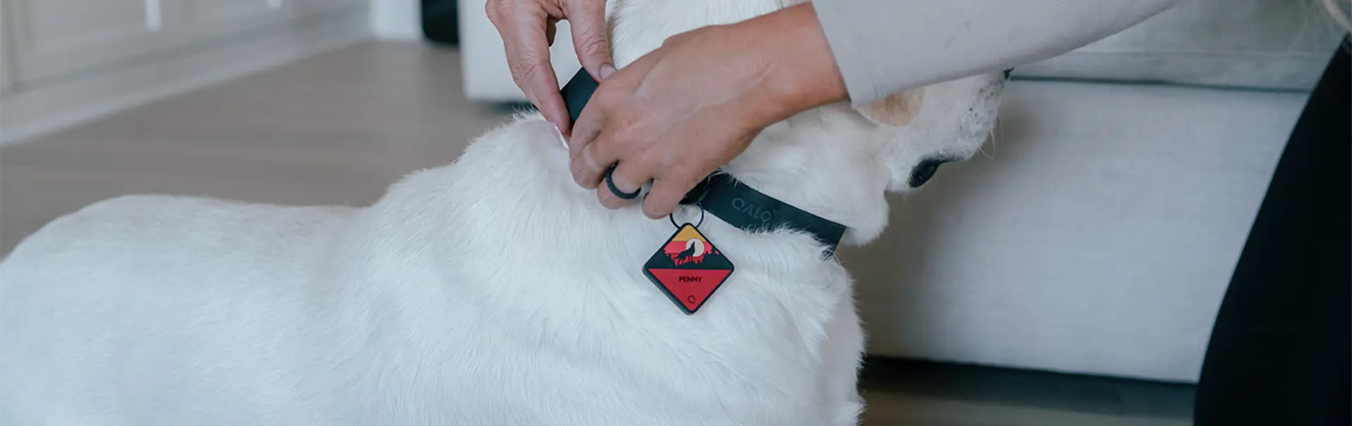 A dog with a Tile enabled QALO tag