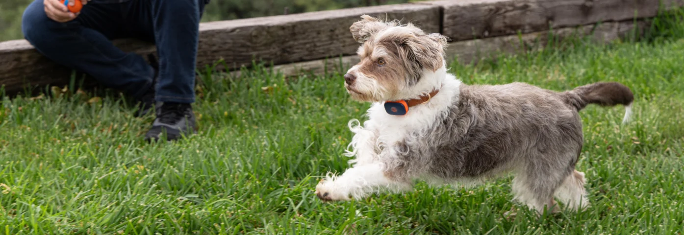 Pet Microchip vs GPS Tracker M