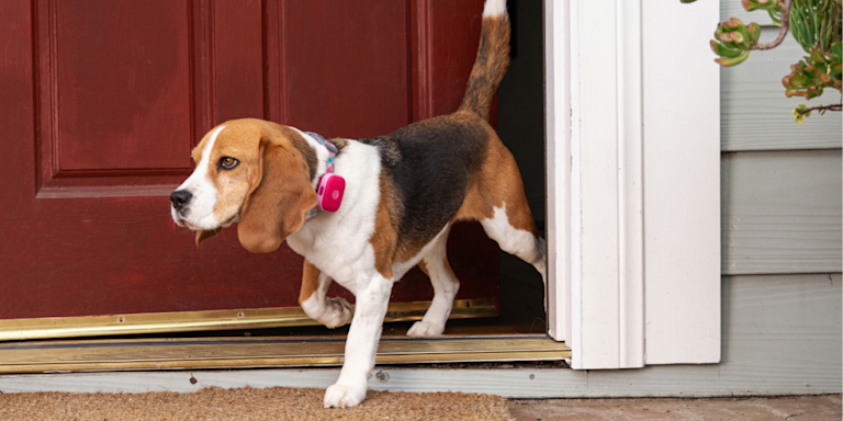 The Runaway Report: Americans Are Canceling Fourth Of July Plans To Tend To Panicked Pets