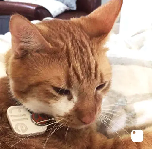 A cat with a Tile on it's collar