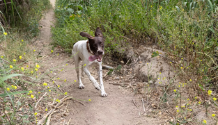 GPS Dog Fence: How Virtual Boundaries Work