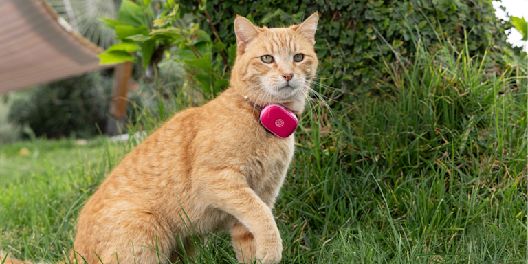 AirTag Cat Collar Guide: Does It Really Track Your Cat?