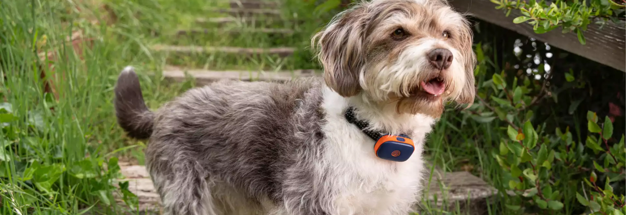 Lost Dog Statistics 2026 M