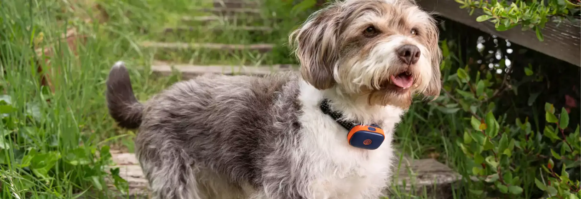 Lost Dog Statistics 2026 M