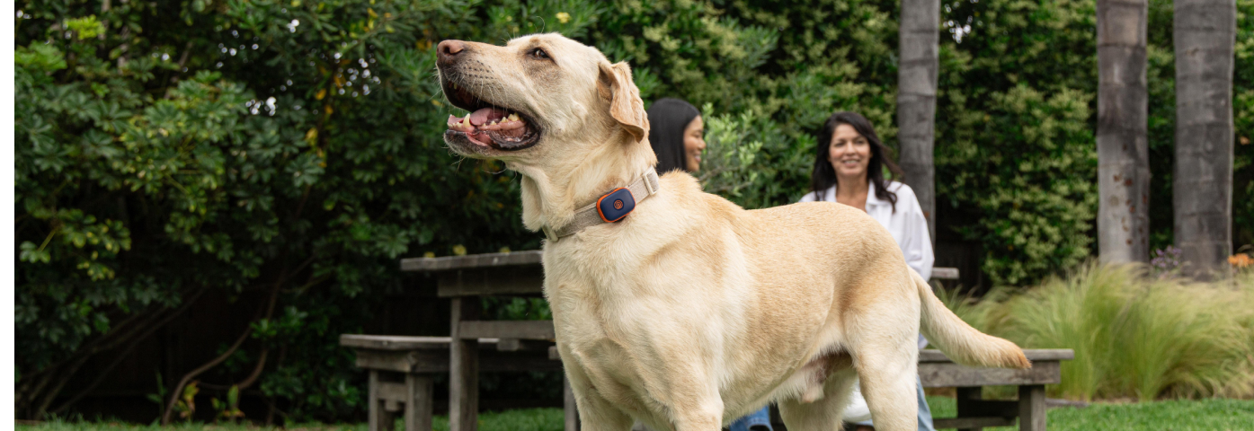 Invisible Dog Fence Guide How They Work & What to Know - M