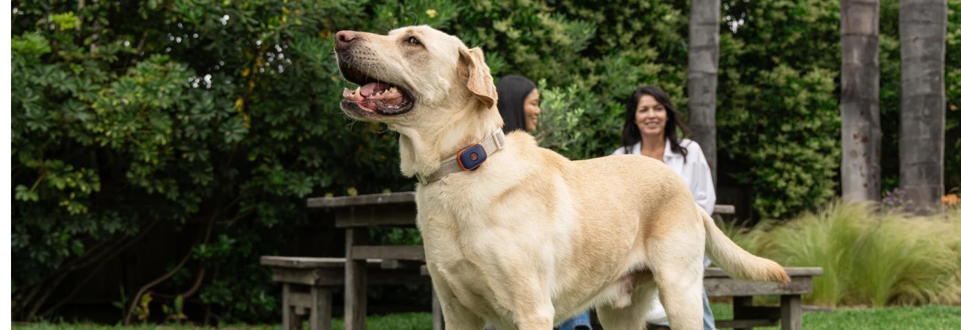 Invisible Dog Fence Guide How They Work & What to Know - M