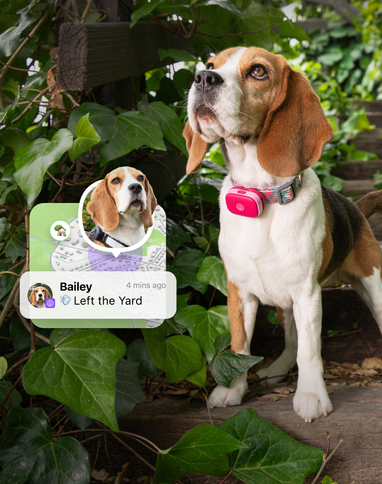 Pet GPS (1)