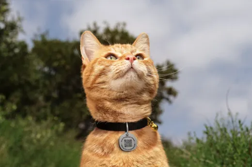 Pet Tag