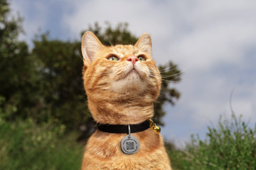 Pet Tag