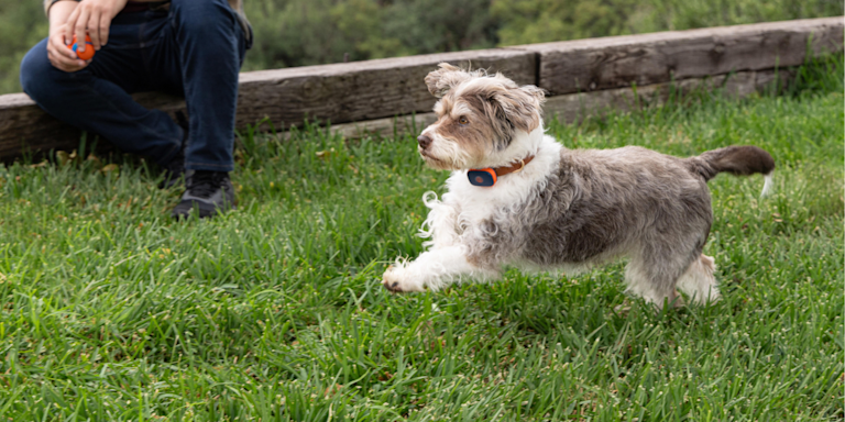 Summer Pet Safety Tips 2026: Keeping Dogs & Cats Safe in the Heat