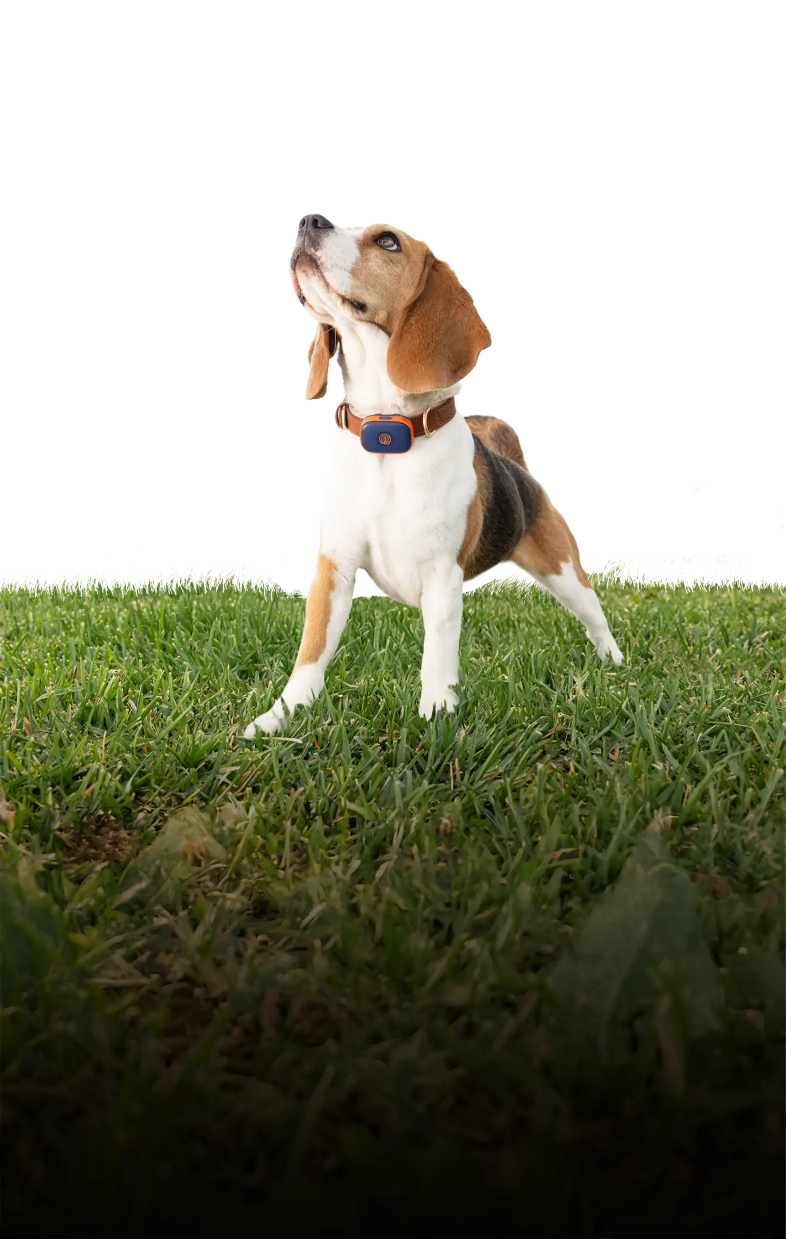 [Global] Nova  pet large