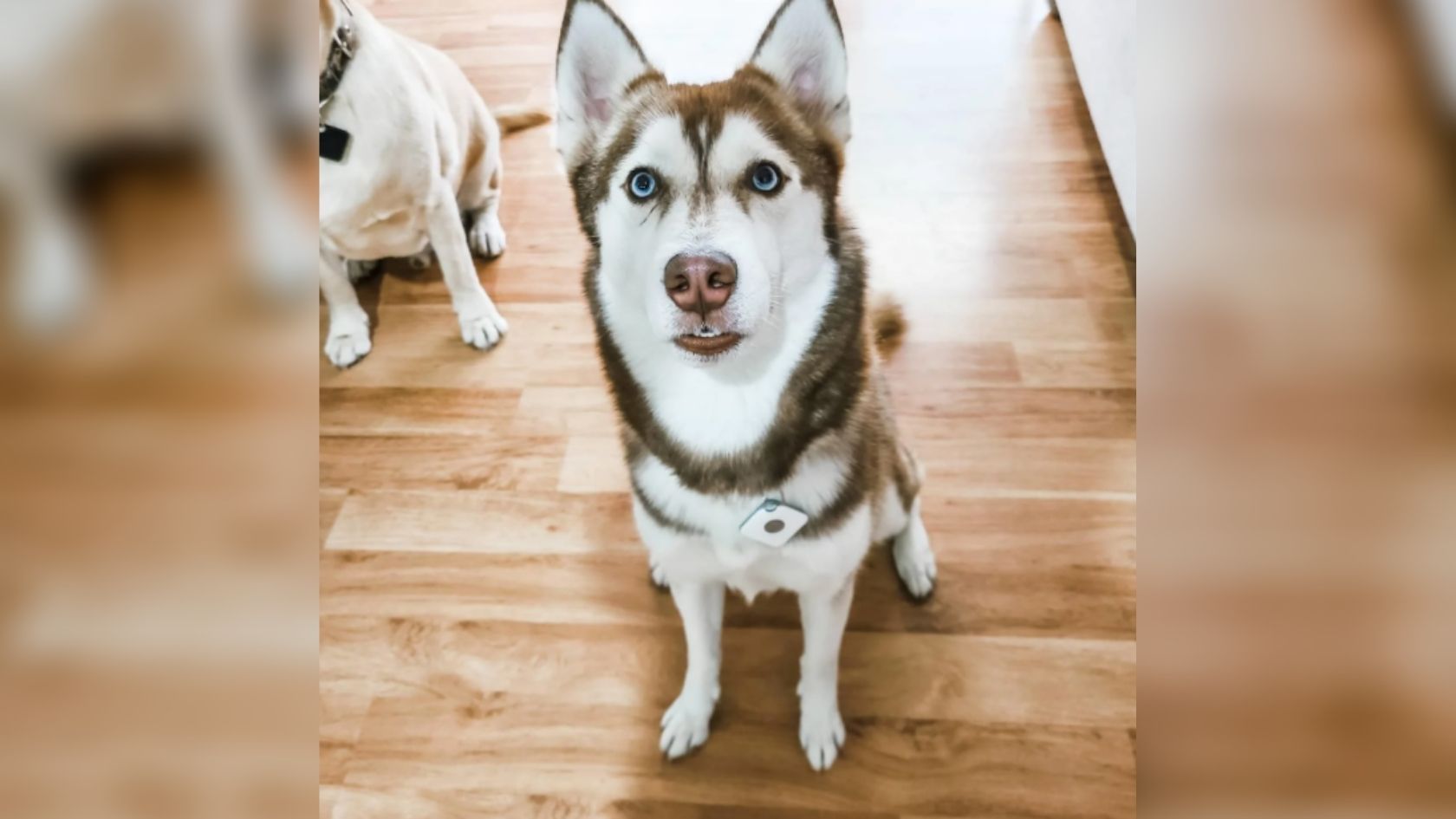 Tile on a outlet dog