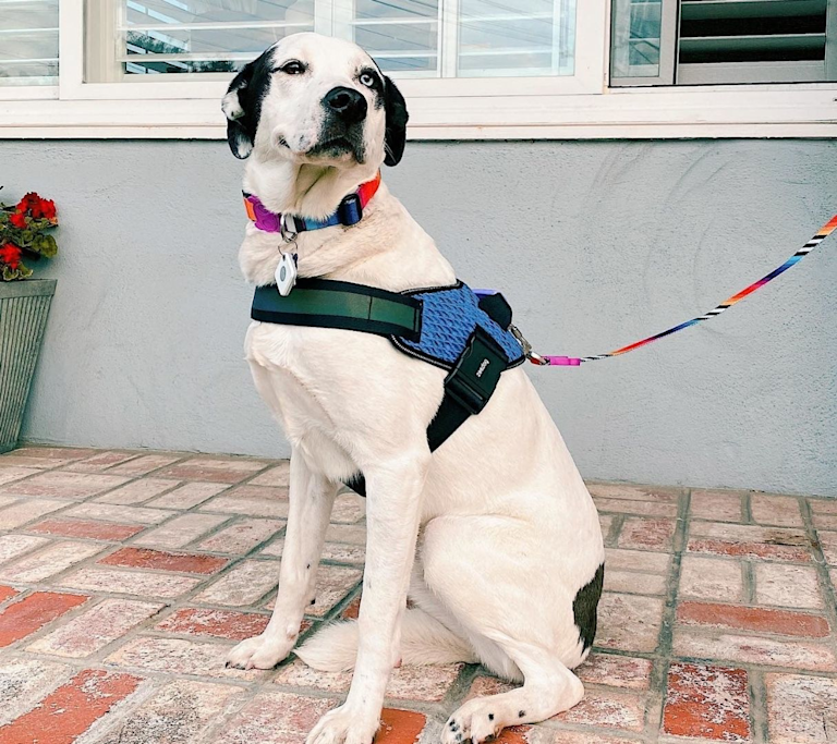 This Pet Leash Tracker Will Be Good for You and Your Pet