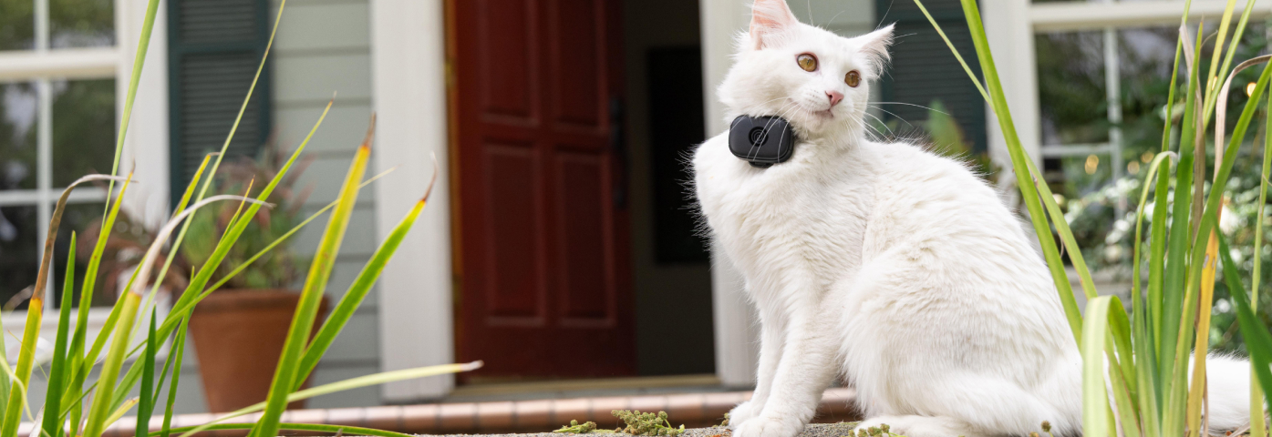 If an Indoor Cat Gets Outside, Will It Come Back M