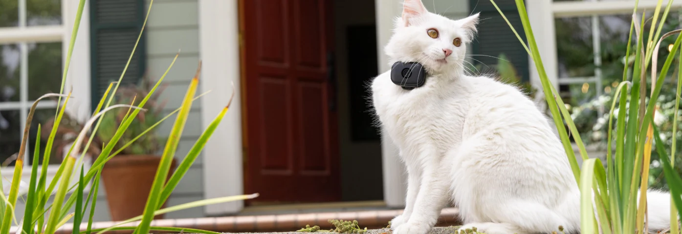 If an Indoor Cat Gets Outside, Will It Come Back M