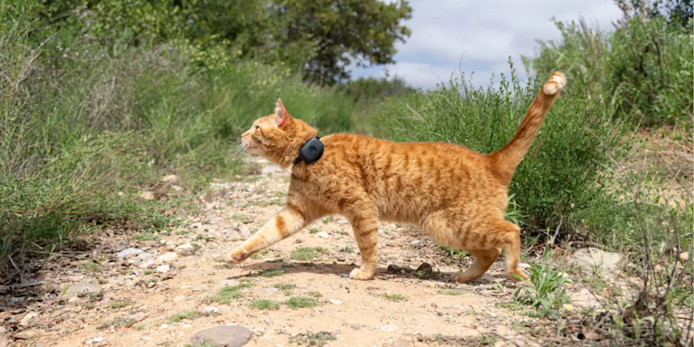 Missing Cat: What to Do in the First 24 Hours