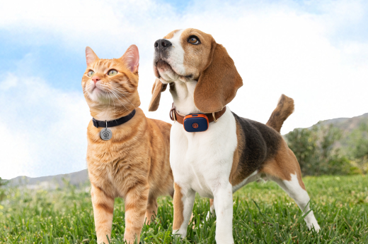 Pet Safety