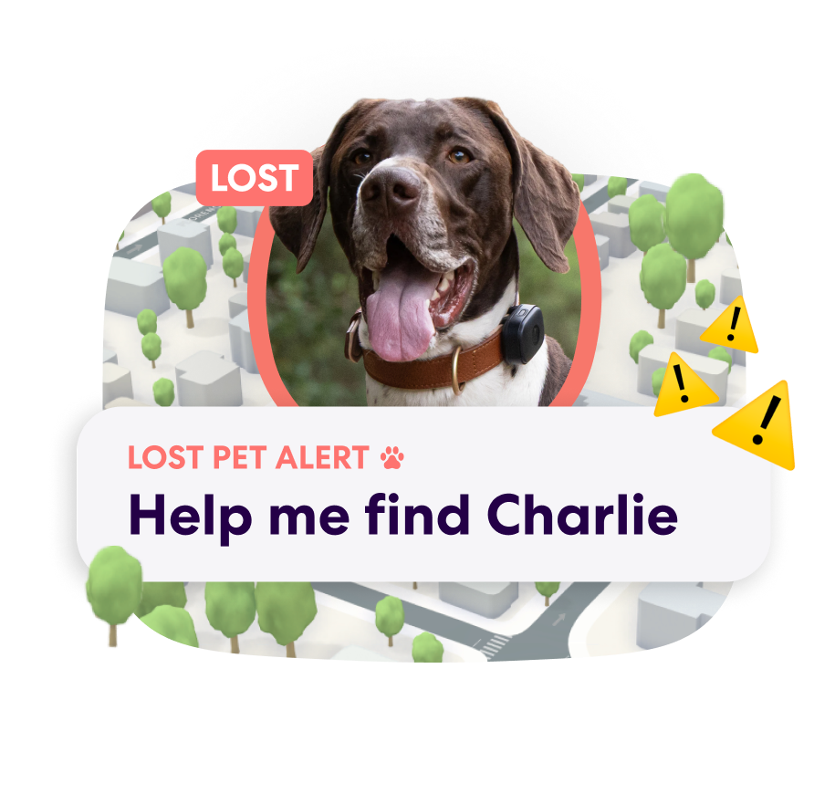 PFN Lost Pet Alert 2