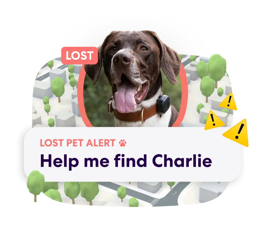 PFN Lost Pet Alert 2