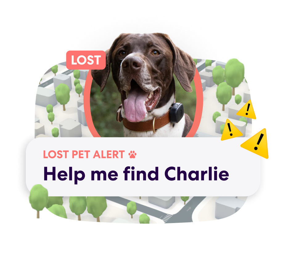 PFN Lost Pet Alert 2