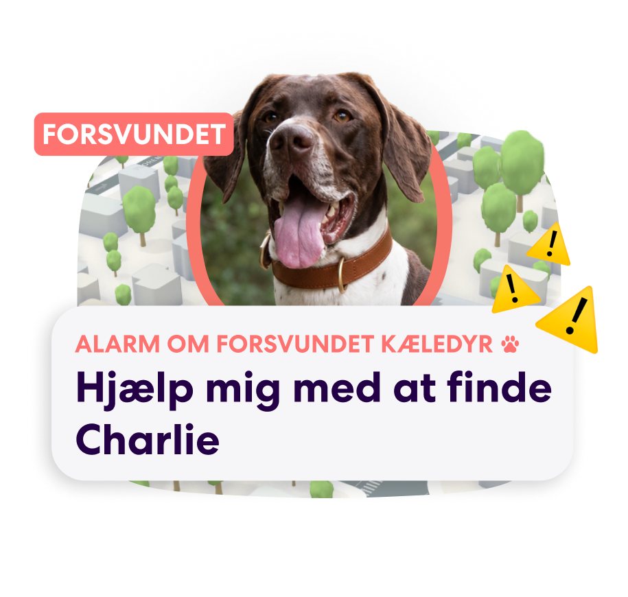 Danish PFN Lost Pet Alert 2