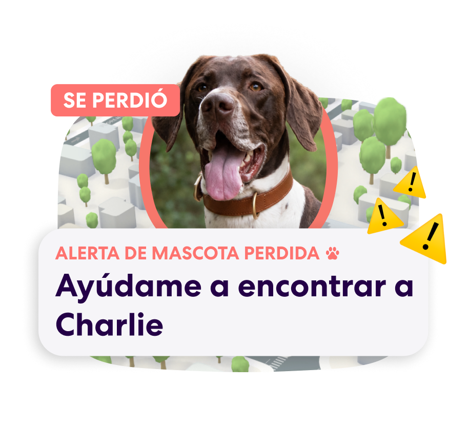 MX PFN Lost Pet Alert 2