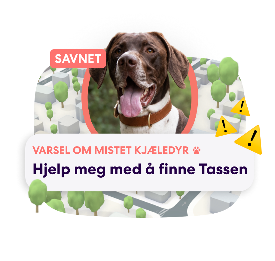 NO PFN Lost Pet Alert 2