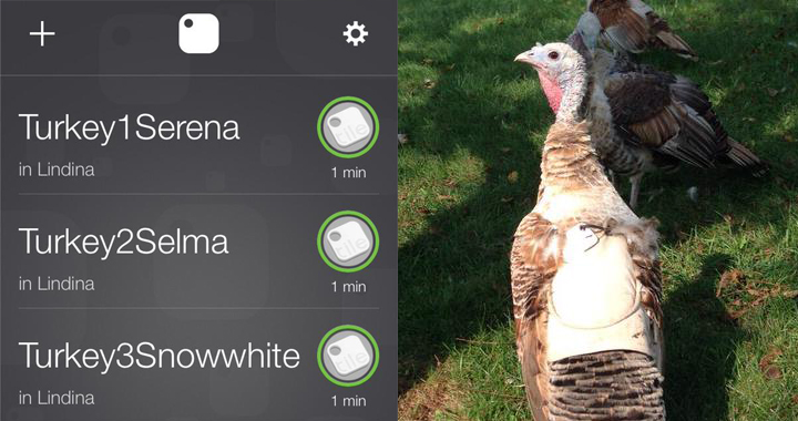 Finding a turkey with the Tile app