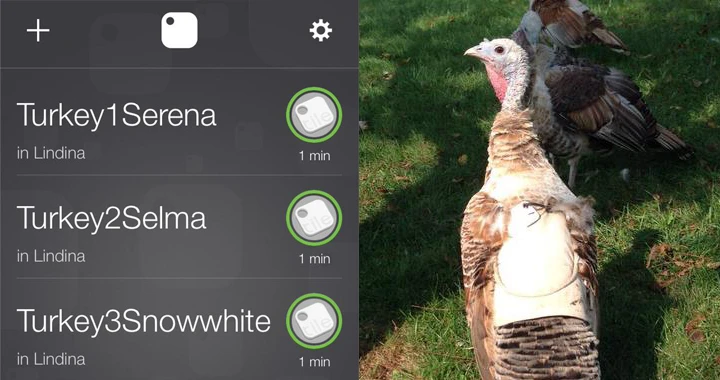 Finding a turkey with the Tile app