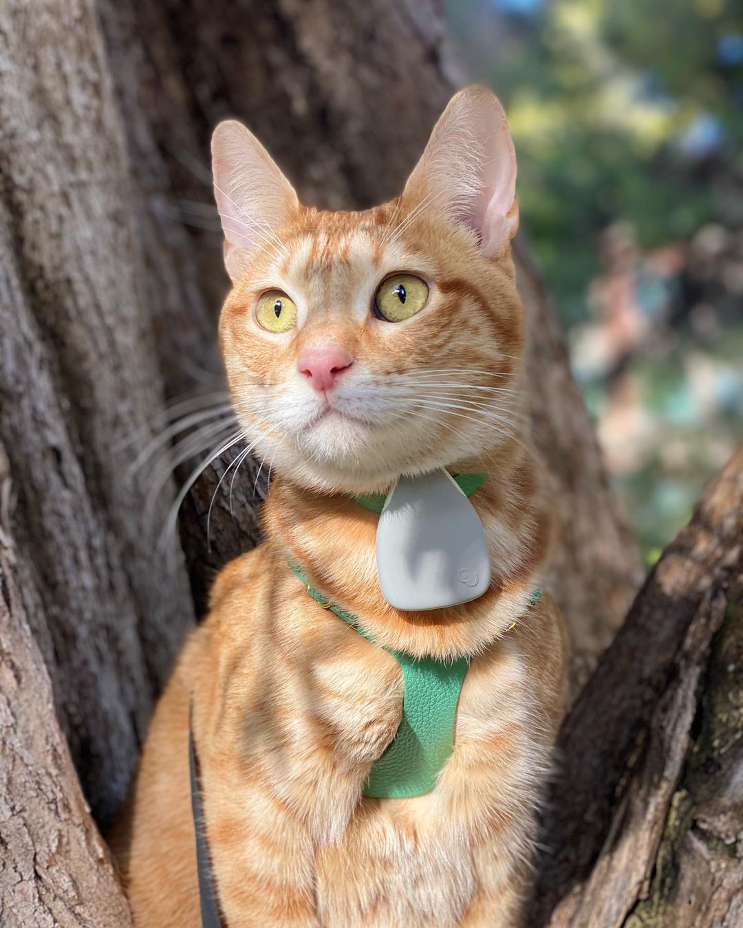 Jiobit for Pets (Beta)
