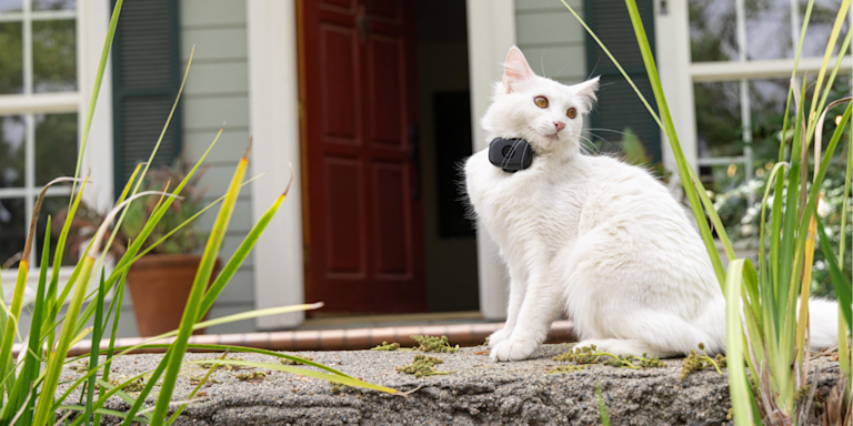 If an Indoor Cat Gets Outside, Will It Come Back?