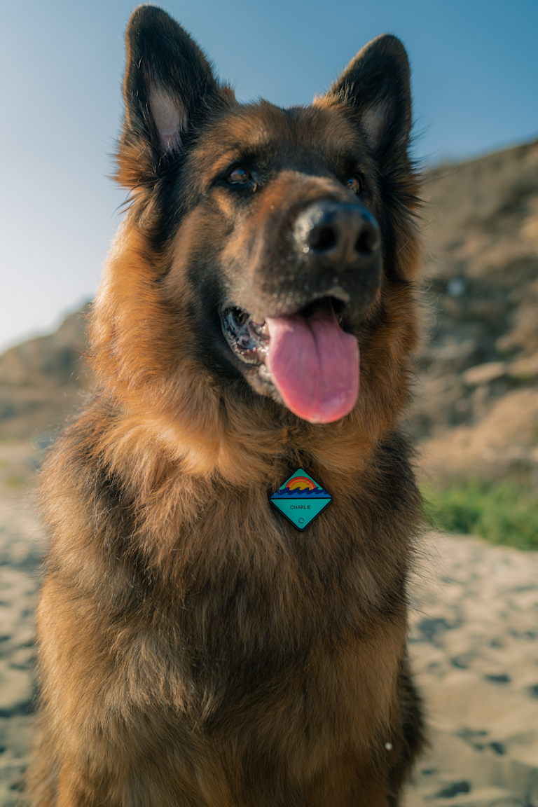 QALO and Tile partner to create QALO TraQ, a line of Bluetooth-enabled trackable dog ID tags