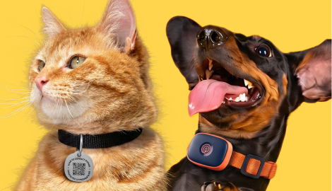 Pet Tag vs. Pet GPS: Which Does Your Pet Need?
