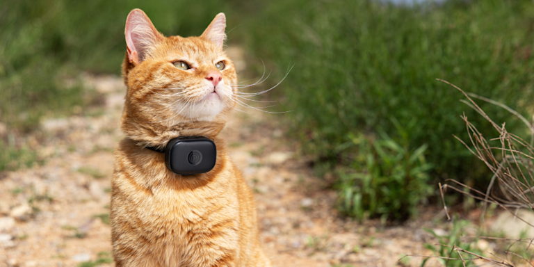 Best Cat Tracker 2026: GPS vs Bluetooth Compared