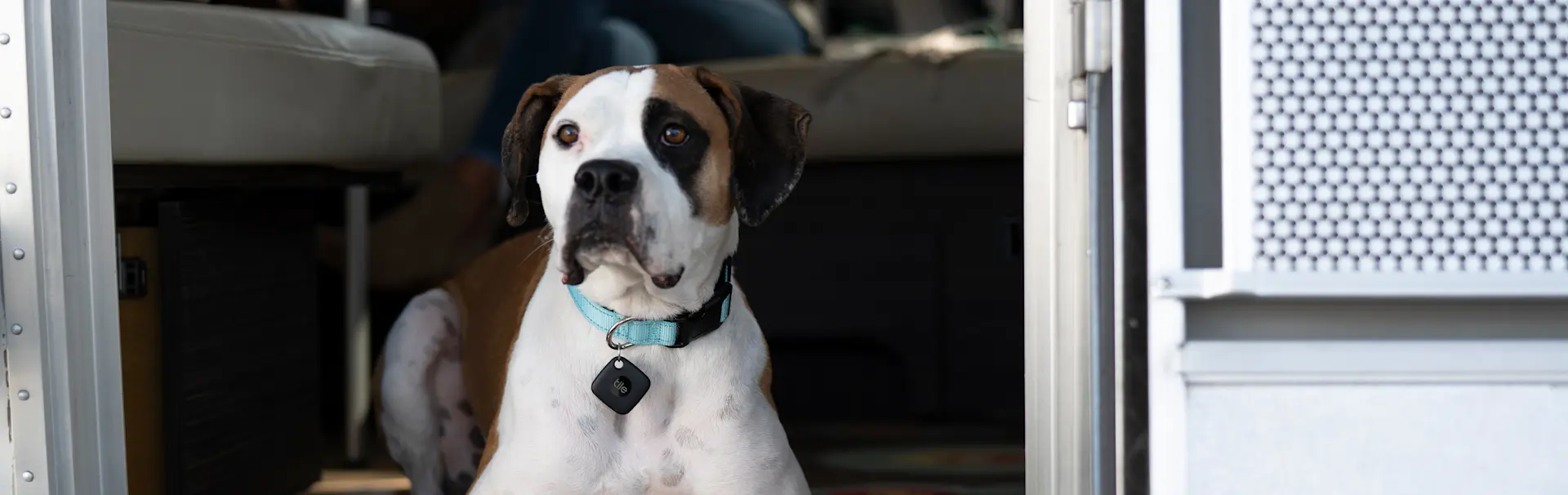 A dog with a Tile mate attached to it's collar