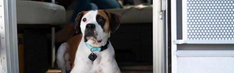 A dog with a Tile mate attached to it's collar