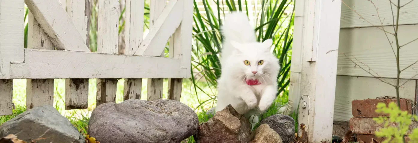Pet GPS Accuracy M